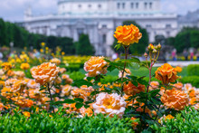 Lush Blooming Orange Roses In Rose Garden. Volksgarten(people's Park) In Vienna, Austria.