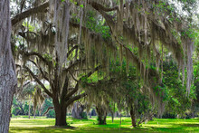 Spanish Moss Growing On Old Oak Trees In The Southern United States
