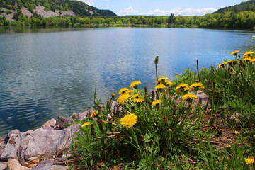 Wall Mural - beautiful wisconsin ice age nature background. scenic landscape with blooming dandelions in front of