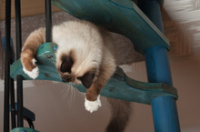 A Seal Point Birman Cat, 1 Year Old Cat , Male With Blue Eyes Is Playing On Wooden Spiral Staircase