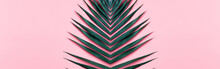 Summer Modern Composition.Tropical Green Leaves Of Palm Tree On Pastel Pink Background. Flat Lay, Top View, Copy Space
