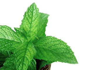 fresh  mint leaves mentha leaves herb isolated  in white background