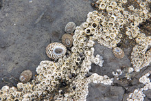 Various Types And Sizes Barnacles On Rock