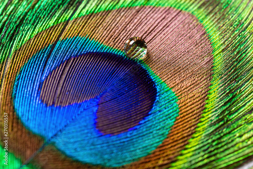 Dekoracja na wymiar  kolorowy-pierzasty-ogon-samca-pawia-z-kroplowka