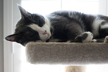 Wall Mural - Gray and white cat sleeping on a cat bed.