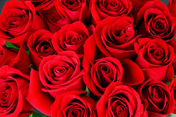Fotomurales - fresh red roses in a bouquet as background