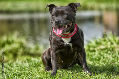 Cuadros en Lienzo English staffordshire bull terrier