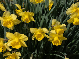 Wall Mural - several bright yellow doffodils in full bloom