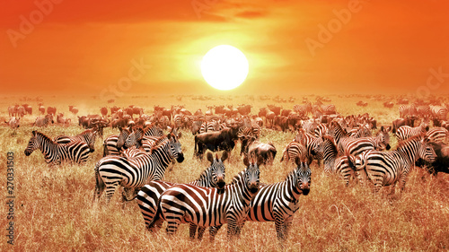 Photographie Zebras at sunset in the Serengeti National Park