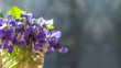 Bouquet of little wild violets. Closeup violets