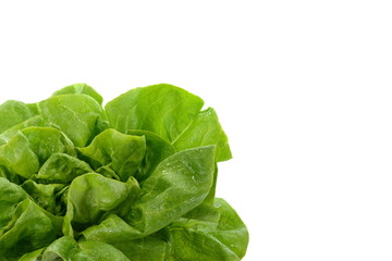 Poster - Fresh green salad isolated on white background. Food background with drops of water. Fresh butterhead salad. Green butter lettuce vegetable or salad on white surface. 