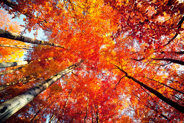 Wall Mural - Bottom view of the tops of trees in the autumn forest. Splendid morning scene in the colorful woodland. Beauty of nature concept background.