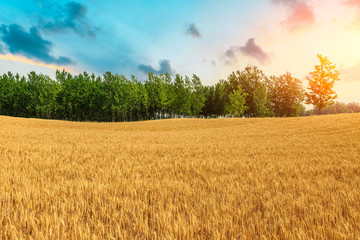 Wheat crop field sunset landscape