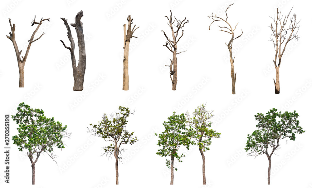 isolated Dead tree Collection on White Backdrop Stock Illustration ...