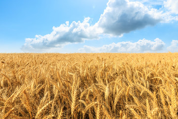 Yellow wheat field and blue sky