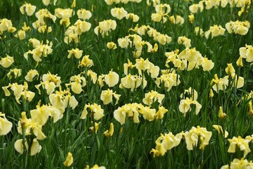 Wall Mural - Japanese iris is blooming in the iris garden.