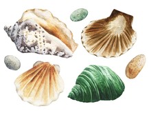 Hand Drawn Watercolor Seashells Set Isolated On White Background. Realistic Illustration.