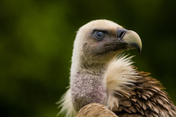 14.05.2019. Berlin, Germany. Zoo Tiagarden. The eagle sits and observes what occurs among greens around. Big wild bird. Nature.