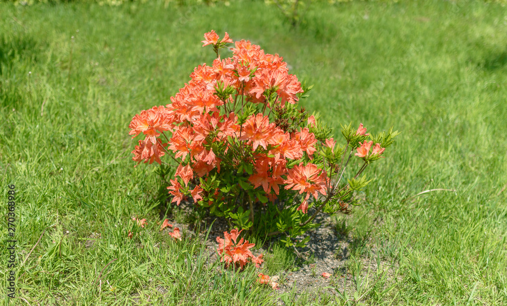 olivenbaum in schale Olivenbaum