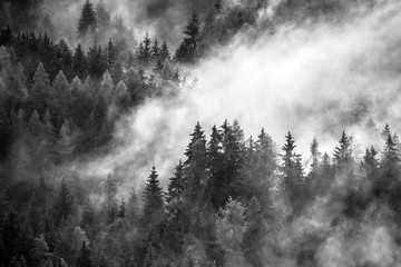 Wall Mural - Dense morning fog in alpine landscape