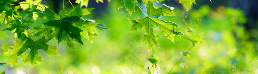 Wall Mural - Panoramic view of green maple leaf on green color bokeh background