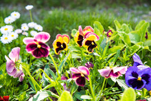Beautiful Pansies Or Violas Growing On The Flowerbed In Garden. Garden Decoration