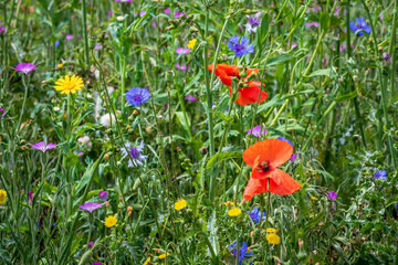 Wall Mural - wild flowers