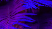 Tropical Leaf With Neon Light