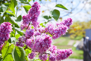 Lilac. Lilacs, syringa or syringe. Colorful purple lilacs blossoms with green leaves. Floral pattern. Lilac background texture. Lilac wallpaper