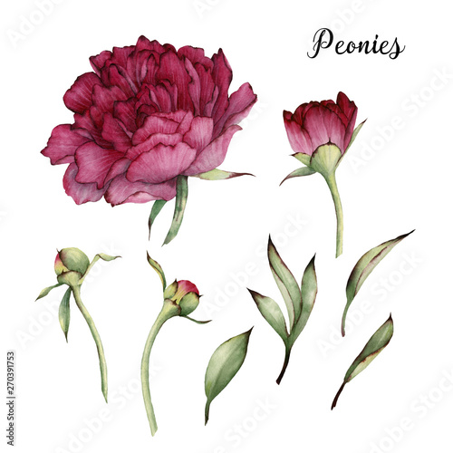 Photo  Peonies and leaves, watercolor, can be used as greeting card, invitation card fo