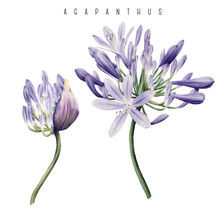Agapanthus, Watercolor, Can Be Used As Greeting Card, Invitation Card For Wedding, Birthday And Other Holiday And  Summer Background.