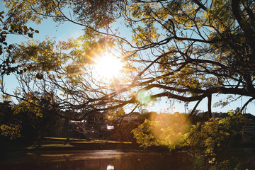 nature green tree