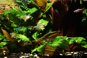 Wall Mural - Hyphessobrycon pulchripinnis - Aquarium fish lemon lemon and green leaves.