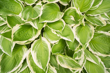 Spring Hostas