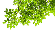 Green Tree Leaves And Branches Isolated On White Background