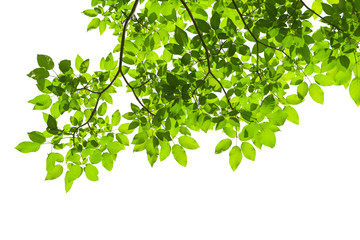 green tree leaves and branches isolated on white background