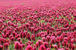 Field of red clover close up.
