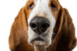 Basset Hound dog on white background close-up of face. Animal model of big ears brown and white sniffer