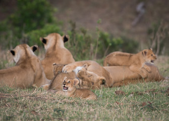 Canvas Print - Pride of lions in Masai Mara