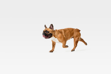 Wall Mural - Young French Bulldog is posing. Cute white-braun doggy or pet is playing, running and looking happy isolated on white background. Studio photoshot. Concept of motion, movement, action. Negative space.