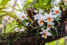 Dendrobium Fuerstenbergianum Schltr., Beautiful Rare Wild Orchids In Tropical Forest Of Thailand.