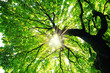 Leinwandbild Motiv Maple tree with sunbeams