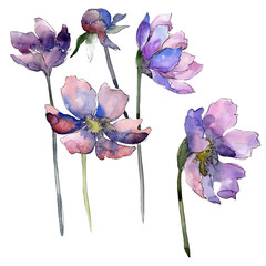 Wall Mural - Violet cosmos flower floral botanical flower. Watercolor background set. Isolated flowers illustration element.