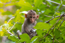 The Baby Monkey Sat Looking Carefully On The Top Of The Branch.