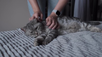 Wall Mural - pet owner tenderly and lovingly scratching her scottish straight cat with her hand while wearing sma