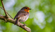 little Red robin bird perched on a tree branch, green summer foliage blur background