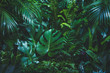 Leinwandbild Motiv Tropical palm leaves