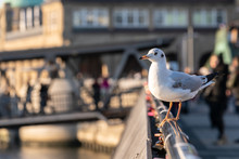 A Seagull Sits On A Railing At Hamburg Harbor