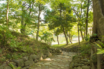 Wall Mural - path in the forest