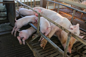  Pink piglets are drinking milk from the mother on the farm